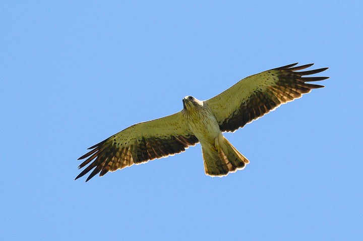 Les oiseaux de la vallée du Tarn